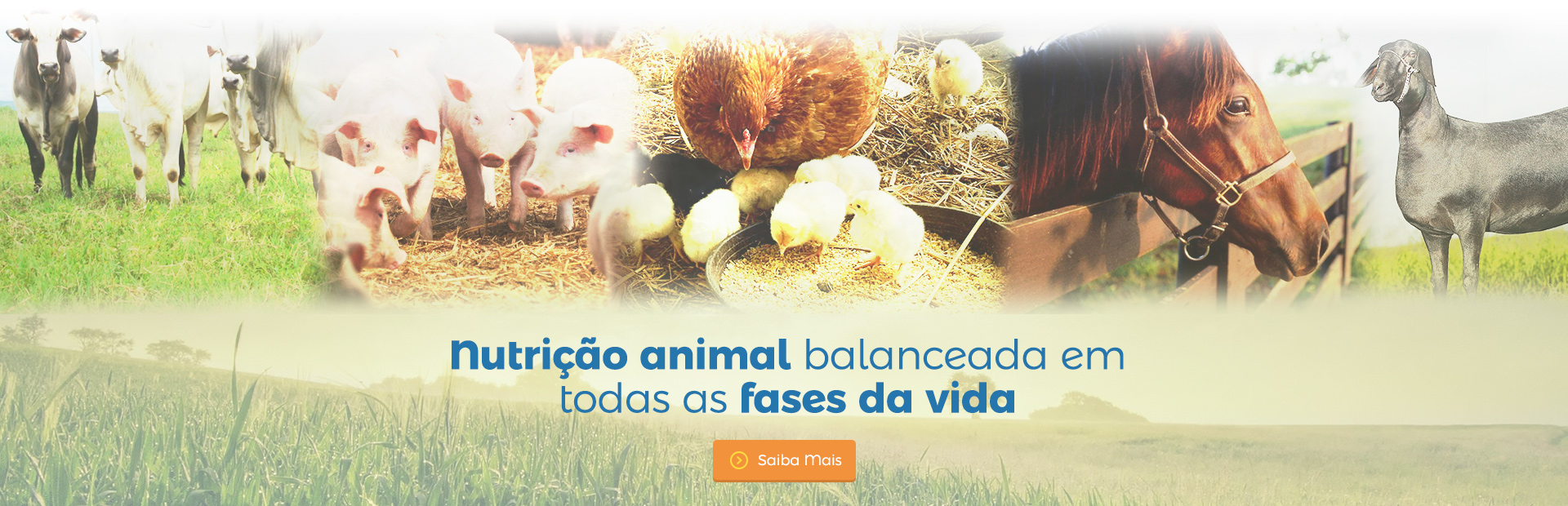 Banner Nutrição