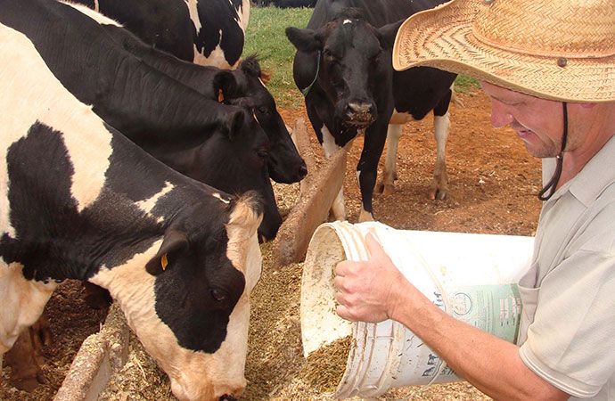 Suplementação de bovinos no período das águas 
