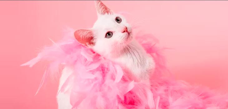 Outubro rosa pet – Prevenção e tratamento do câncer de mama em cadelas e gatas