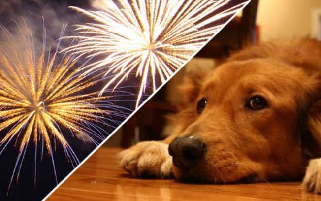 COMO PROTEGER OS ANIMAIS DOS BARULHOS DOS FOGOS DE ARTIFÍCIO? VEJA DICAS 