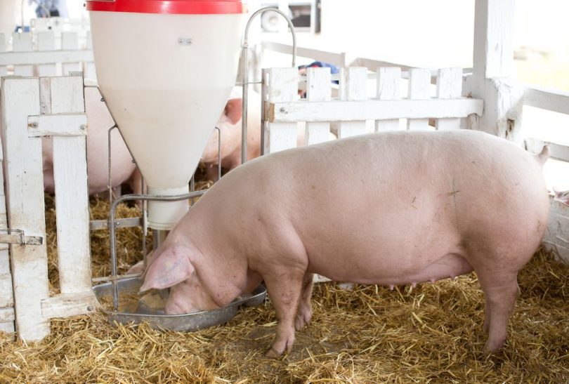 Ração para suínos: 5 dicas para não errar na nutrição animal 