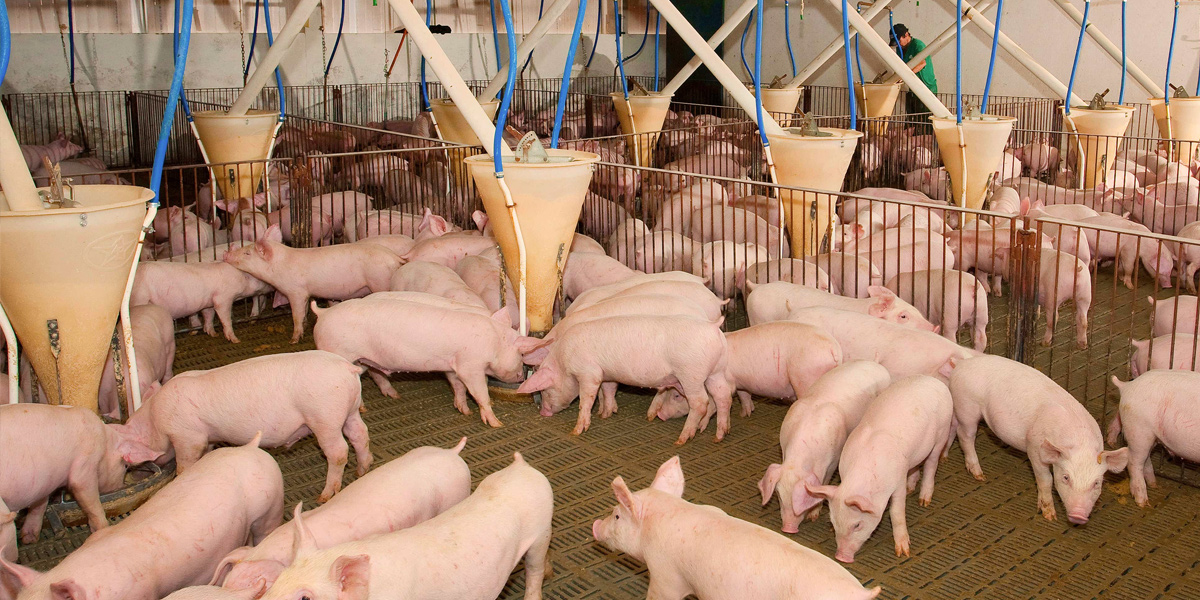 Vantagens da peletização de rações na nutrição de suínos - por Diego Duran