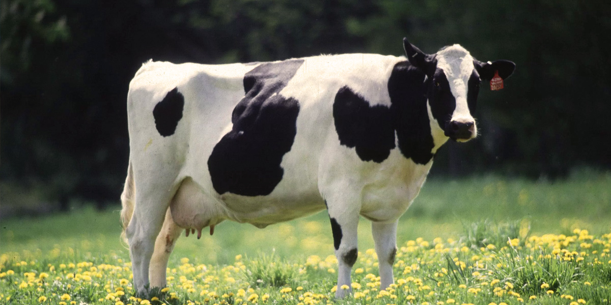 Período de transição é a fase mais crítica para uma vaca